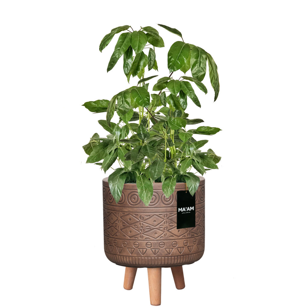 fay bruin op voet met plant en tag